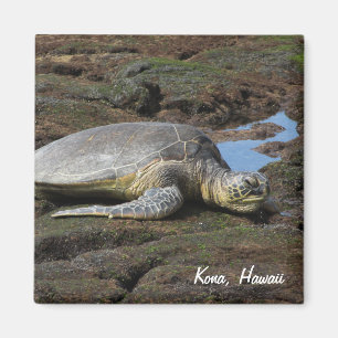 Honu, das auf den warmen Felsen stillsteht Magnet