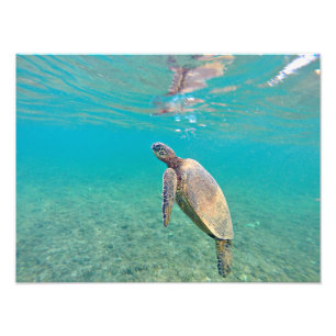 Honu Hawaiin Green Sea Turtle Underwater Print Fotodruck