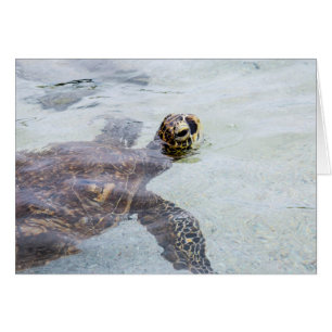 Honu hawaiische Meeresschildkröte -