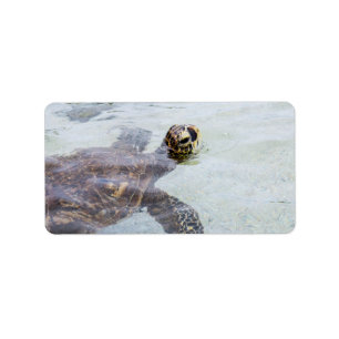 Honu hawaiische Meeresschildkröte - Adressaufkleber