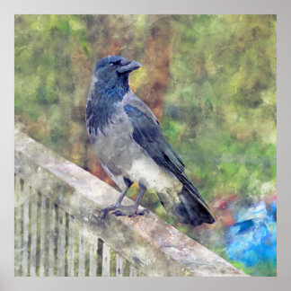 Hooded Crow of Ross Castle Irland Poster