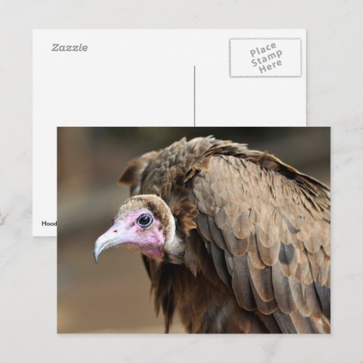 Hooded-Geier Postkarte (Vorne/Hinten)