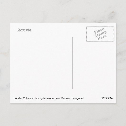 Hooded-Geier Postkarte (Rückseite)