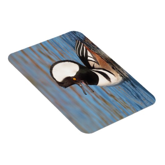 Hooded Merganser Calling Magnet (Rechte Seite)