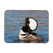 Hooded Merganser Calling Magnet (Horizontal)