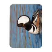Hooded Merganser Calling Magnet (Vertikal)