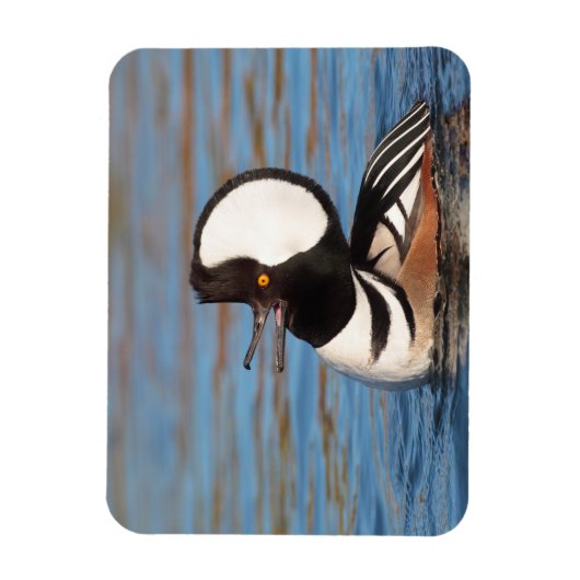 Hooded Merganser Calling Magnet (Vertikal)
