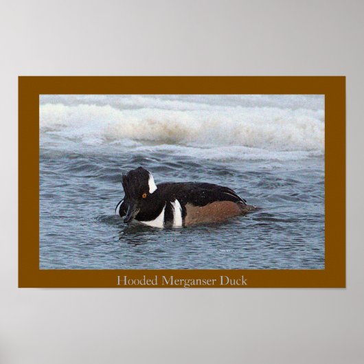 Hooded Merganser Duck Poster (Vorne)
