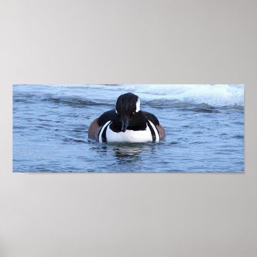 Hooded Merganser Duck Poster (Vorne)