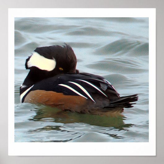 Hooded Merganser Duck Poster (Vorne)