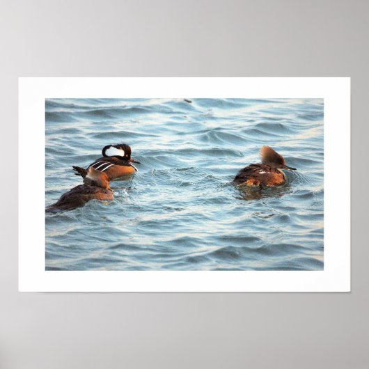 Hooded Merganser Ducks Poster (Vorne)