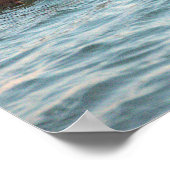 Hooded Merganser Ducks Poster (Ecke)