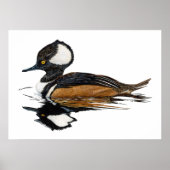 Hooded Merganser Poster (Vorne)