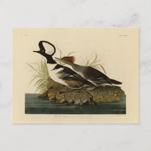 Hooded Merganser - von Audubons Vögeln Amerikas Postkarte