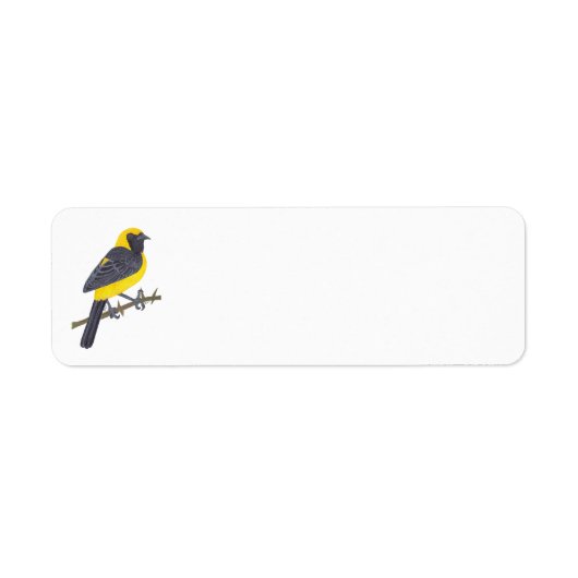 HOODED ORIOLE (Vorne)
