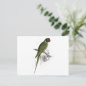 Hooded Parrakeet von Edward Lear Postkarte (Stehend Vorderseite)