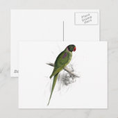 Hooded Parrakeet von Edward Lear Postkarte (Vorne/Hinten)