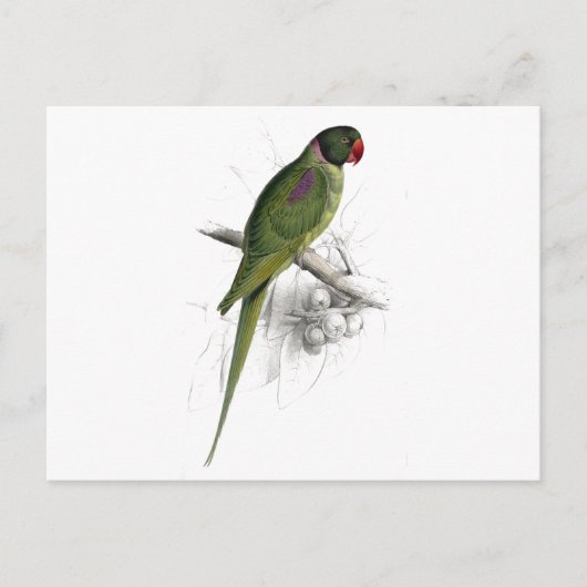 Hooded Parrakeet von Edward Lear Postkarte (Vorderseite)