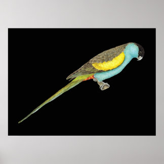 Hooded Parrot - Psephotus dissimilians Poster
