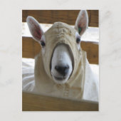 Hooded Sheep 1 Postkarte (Vorderseite)