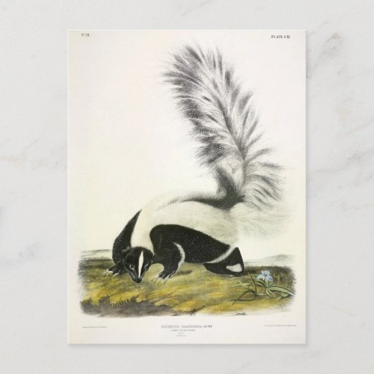 Hooded Skunk oder Großschwanzkunk aus Audubon Postkarte (Vorderseite)
