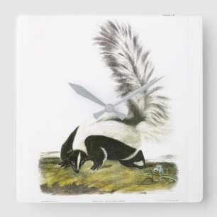 Hooded Skunk oder Großschwanzkunk aus Audubon Quadratische Wanduhr