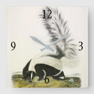 Hooded Skunk oder Großschwanzkunk aus Audubon Quadratische Wanduhr