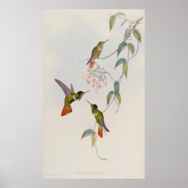 Hooded Visorbearer Hummingbird Augastes lumachella Poster