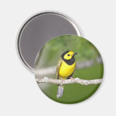 Hooded Warbler Magnet (Vorderseite/Rückseite)