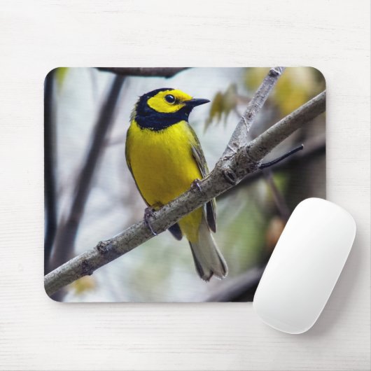 Hooded Warbler Mousepad (Mit Mouse)