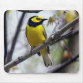 Hooded Warbler Mousepad (Vorne)