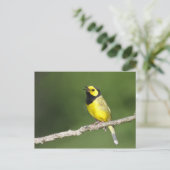 Hooded Warbler Postkarte (Stehend Vorderseite)