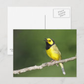 Hooded Warbler Postkarte (Vorne/Hinten)