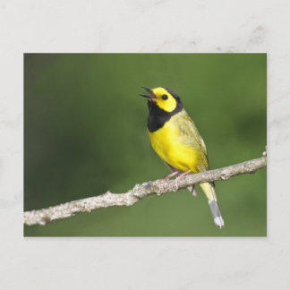 Hooded Warbler Postkarte