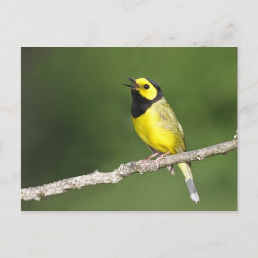 Hooded Warbler Postkarte (Vorderseite)
