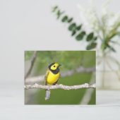 Hooded Warbler Postkarte (Stehend Vorderseite)