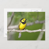 Hooded Warbler Postkarte (Vorne/Hinten)