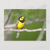 Hooded Warbler Postkarte (Vorderseite)