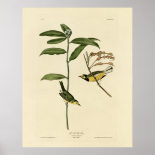 Hooded Warbler von Audubons Vögeln in Amerika Poster