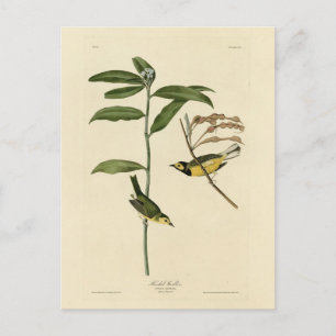 Hooded Warbler von Audubons Vögeln in Amerika Postkarte