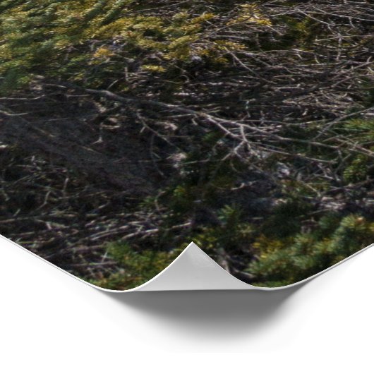 Hoodoos und Snowy Tunnel Mountain, Alberta Poster (Ecke)