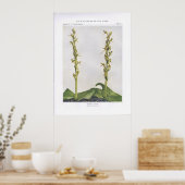 Hooker's Orchis - Lysias hookeriana Poster (Küche)