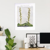Hooker's Orchis - Lysias hookeriana Poster (Heimbüro)