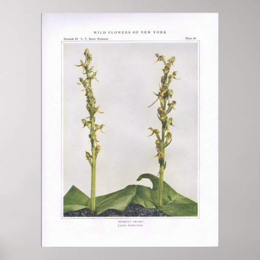 Hooker's Orchis - Lysias hookeriana Poster (Vorne)