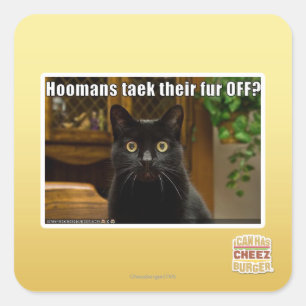 Hoomans Taek dort Pelz WEG? Quadratischer Aufkleber
