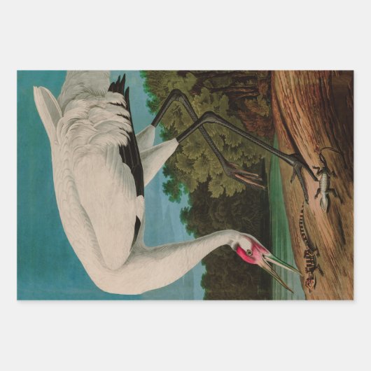 Hooping Crane Birds of America Audubon Print Geschenkpapier Set (Vorderseite)