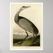Hooping Crane Poster (Vorne)