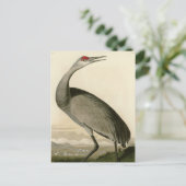 Hooping Crane Postkarte (Stehend Vorderseite)
