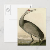 Hooping Crane Postkarte (Vorne/Hinten)