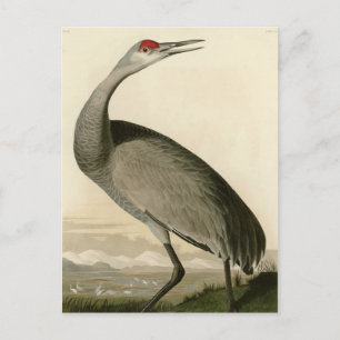 Hooping Crane Postkarte